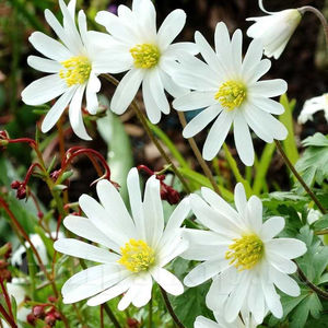 Bulbi Anemone White Splendour; PRET: 1,20 ron/buc.-------- Disponibil in perioada 15 septembrie - 15 noiembrie. Pentru mai multe informatii vizitati Tulipshop.ro
