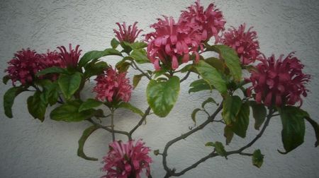 Justicia carnea