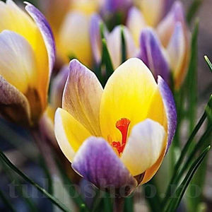 Bulbi Brândușe Advance (Crocus); PRET: 1,50 ron/buc.-------- Disponibil in perioada 15 septembrie - 15 noiembrie. Pentru mai multe informatii vizitati Tulipshop.ro
