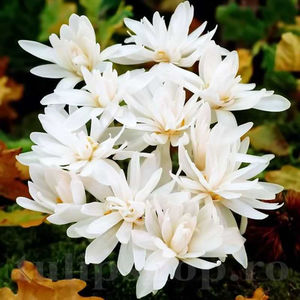 Bulbi Brândușe Alboplenum Alba (Colchicum); PRET: 14 ron/buc.-------- Disponibil in perioada 15 septembrie - 15 noiembrie. Pentru mai multe informatii vizitati Tulipshop.ro
