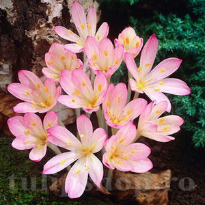 Bulbi Brândușe Cilicicum (Colchicum); PRET: 8 ron/buc.-------- Disponibil in perioada 15 septembrie - 15 noiembrie. Pentru mai multe informatii vizitati Tulipshop.ro
