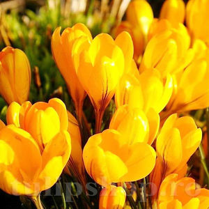Bulbi Brândușe Golden Yellow (Crocus); PRET: 1,20 ron/buc.-------- Disponibil in perioada 15 septembrie - 15 noiembrie. Pentru mai multe informatii vizitati Tulipshop.ro
