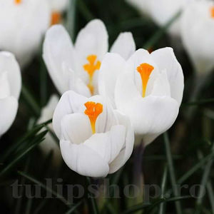 Bulbi Brândușe Jeanne d’Arc (Crocus); PRET: 1,20 ron/buc.-------- Disponibil in perioada 15 septembrie - 15 noiembrie. Pentru mai multe informatii vizitati Tulipshop.ro
