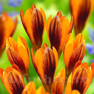 Bulbi Brândușe Orange Monarch (Crocus); PRET: 1,50 ron/buc.-------- Disponibil in perioada 15 septembrie - 15 noiembrie. Pentru mai multe informatii vizitati Tulipshop.ro

