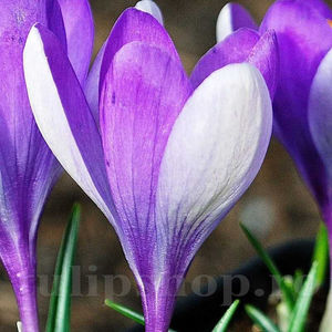 Bulbi Brândușe Vanguard (Crocus); PRET: 1,20 ron/buc.-------- Disponibil in perioada 15 septembrie - 15 noiembrie. Pentru mai multe informatii vizitati Tulipshop.ro
