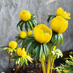 Bulbi Eranthis Cilicica; PRET: 1,50 ron/buc.-------- Disponibil in perioada 15 septembrie - 15 noiembrie. Pentru mai multe informatii vizitati Tulipshop.ro
