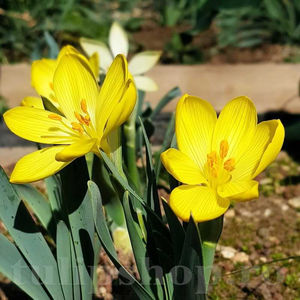 Bulbi Sternbergia Lutea; PRET: 5 ron/buc.-------- Disponibil in perioada 15 septembrie - 15 noiembrie. Pentru mai multe informatii vizitati Tulipshop.ro
