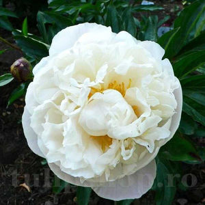Bulbi Bujor Gardenia (Paeonia); PRET: 26 ron/buc.-------- Disponibil in perioada 15 septembrie - 15 noiembrie. Pentru mai multe informatii vizitati Tulipshop.ro
