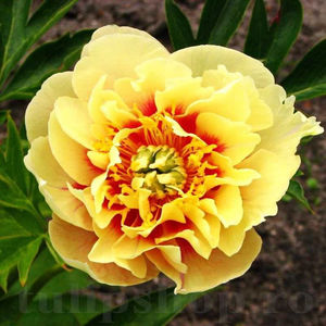 Bulbi Bujor Itoh Garden Tresure (Paeonia); PRET: 75 ron/buc.-------- Disponibil in perioada 15 septembrie - 15 noiembrie. Pentru mai multe informatii vizitati Tulipshop.ro
