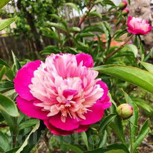 Bulbi Bujor Gay Paree (Paeonia); PRET: 34 ron/buc.-------- Disponibil in perioada 15 septembrie - 15 noiembrie. Pentru mai multe informatii vizitati Tulipshop.ro
