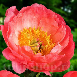 Bulbi Bujor Coral Sunset (Paeonia); PRET: 26 ron/buc.-------- Disponibil in perioada 15 septembrie - 15 noiembrie. Pentru mai multe informatii vizitati Tulipshop.ro
