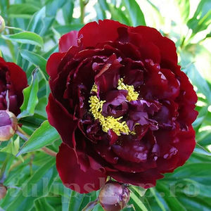 Bulbi Bujor Madame Gaudichau (Paeonia); PRET: 28 ron/buc.-------- Disponibil in perioada 15 septembrie - 15 noiembrie. Pentru mai multe informatii vizitati Tulipshop.ro
