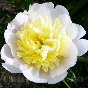 Bulbi Bujor Primavera (Paeonia); PRET: 26 ron/buc.-------- Disponibil in perioada 15 septembrie - 15 noiembrie. Pentru mai multe informatii vizitati Tulipshop.ro
