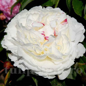 Bulbi Bujor Shirley Temple (Paeonia); PRET: 20 ron/buc.-------- Disponibil in perioada 15 septembrie - 15 noiembrie. Pentru mai multe informatii vizitati Tulipshop.ro
