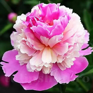 Bulbi Bujor Sorbet (Paeonia); PRET: 26 ron/buc.-------- Disponibil in perioada 15 septembrie - 15 noiembrie. Pentru mai multe informatii vizitati Tulipshop.ro
