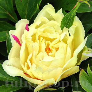 Bulbi Bujor Itoh Lemon Dream (Paeonia); PRET: 90 ron/buc.-------- Disponibil in perioada 15 septembrie - 15 noiembrie. Pentru mai multe informatii vizitati Tulipshop.ro
