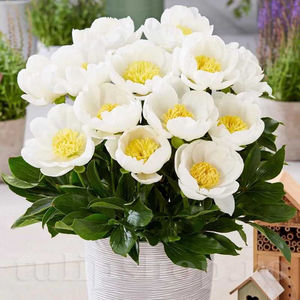 Bulbi Bujor Patio Dublin (Paeonia); PRET: 26 ron/buc.-------- Disponibil in perioada 15 septembrie - 15 noiembrie. Pentru mai multe informatii vizitati Tulipshop.ro
