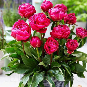 Bulbi Bujor Patio London (Paeonia); PRET: 26 ron/buc.-------- Disponibil in perioada 15 septembrie - 15 noiembrie. Pentru mai multe informatii vizitati Tulipshop.ro
