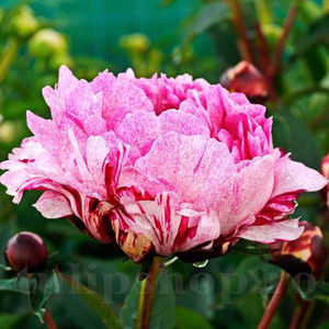 Bulbi Bujor The Fawn (Paeonia); PRET: 26 ron/buc.-------- Disponibil in perioada 15 septembrie - 15 noiembrie. Pentru mai multe informatii vizitati Tulipshop.ro
