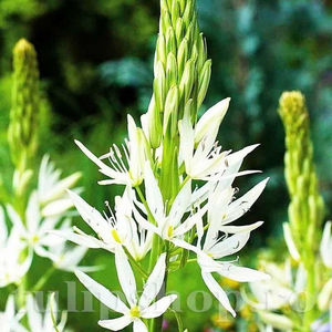 Bulbi Camassia Alba (Zambilă Indiană); PRET: 6 ron/buc.-------- Disponibil in perioada 15 septembrie - 15 noiembrie. Pentru mai multe informatii vizitati Tulipshop.ro

