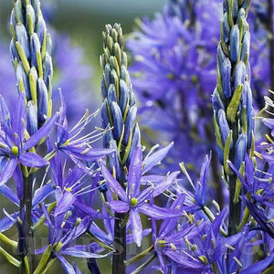 Bulbi Camassia Caerulea (Zambilă Indiană); PRET: 6 ron/buc.-------- Disponibil in perioada 15 septembrie - 15 noiembrie. Pentru mai multe informatii vizitati Tulipshop.ro
