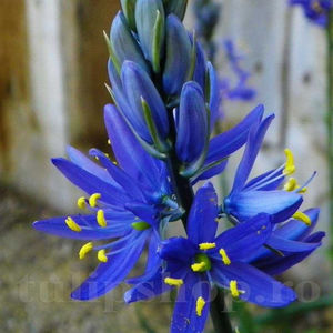 Bulbi Camassia Orion (Zambilă Indiană); PRET: 2 ron/buc.-------- Disponibil in perioada 15 septembrie - 15 noiembrie. Pentru mai multe informatii vizitati Tulipshop.ro
