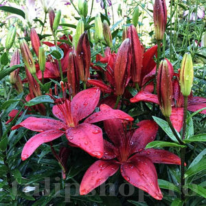 Bulbi Crin Cavoli (Lilium); PRET: 7 ron/buc.-------- 
Disponibil in perioada 15 septembrie - 15 noiembrie. 
Pentru mai multe informatii vizitati Tulipshop.ro

