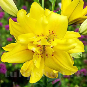 Bulbi Crin Fata Morgana (Lilium); PRET: 9 ron/buc.-------- 
Disponibil in perioada 15 septembrie - 15 noiembrie. 
Pentru mai multe informatii vizitati Tulipshop.ro
