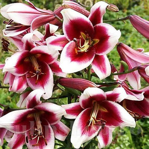 Bulbi Crin Friso (Lilium); PRET: 8 ron/buc.-------- 
Disponibil in perioada 15 septembrie - 15 noiembrie. 
Pentru mai multe informatii vizitati Tulipshop.ro
