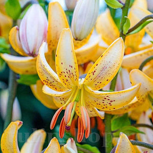 Bulbi Crin Guinea Gold (Lilium); PRET: 14 ron/buc.-------- 
Disponibil in perioada 15 septembrie - 15 noiembrie. 
Pentru mai multe informatii vizitati Tulipshop.ro
