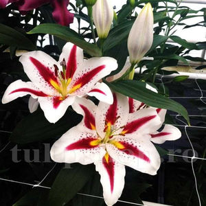 Bulbi Crin Hachi (Lilium); PRET: 8 ron/buc.-------- 
Disponibil in perioada 15 septembrie - 15 noiembrie. 
Pentru mai multe informatii vizitati Tulipshop.ro
