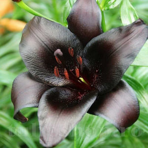 Bulbi Crin Nightrider (Lilium); PRET: 8 ron/buc.-------- 
Disponibil in perioada 15 septembrie - 15 noiembrie. 
Pentru mai multe informatii vizitati Tulipshop.ro
