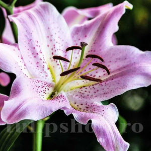 Bulbi Crin Josephine (Lilium); PRET: 8 ron/buc.-------- 
Disponibil in perioada 15 septembrie - 15 noiembrie. 
Pentru mai multe informatii vizitati Tulipshop.ro
