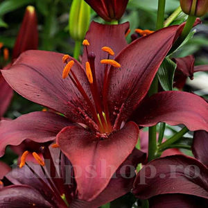 Bulbi Crin Mapira (Lilium); PRET: 7 ron/buc.-------- 
Disponibil in perioada 15 septembrie - 15 noiembrie. 
Pentru mai multe informatii vizitati Tulipshop.ro
