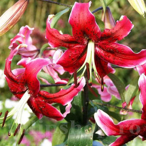 Bulbi Crin Miss Feya (Lilium); PRET: 9 ron/buc.-------- 
Disponibil in perioada 15 septembrie - 15 noiembrie. 
Pentru mai multe informatii vizitati Tulipshop.ro

