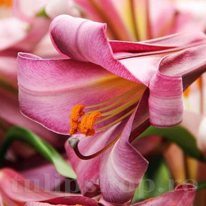 Bulbi Crin Pink Perfection (Lilium); PRET: 9 ron/buc.-------- 
Disponibil in perioada 15 septembrie - 15 noiembrie. 
Pentru mai multe informatii vizitati Tulipshop.ro
