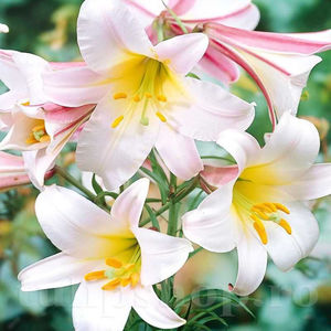 Bulbi Crin Regale Album (Lilium); PRET: 9 ron/buc.-------- 
Disponibil in perioada 15 septembrie - 15 noiembrie. 
Pentru mai multe informatii vizitati Tulipshop.ro

