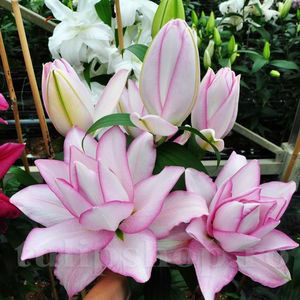 Bulbi Crin Roselily Anouska (Lilium); PRET: 14 ron/buc.-------- 
Disponibil in perioada 15 septembrie - 15 noiembrie. 
Pentru mai multe informatii vizitati Tulipshop.ro
