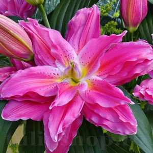 Bulbi Crin Roselily Julia (Lilium); PRET: 14 ron/buc.-------- 
Disponibil in perioada 15 septembrie - 15 noiembrie. 
Pentru mai multe informatii vizitati Tulipshop.ro
