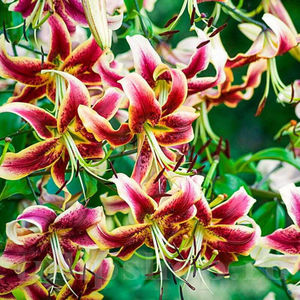 Bulbi Crin Scheherezade (Lilium); PRET: 8 ron/buc.-------- 
Disponibil in perioada 15 septembrie - 15 noiembrie. 
Pentru mai multe informatii vizitati Tulipshop.ro
