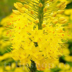Bulbi Eremurus Bungei; PRET: 14 ron/buc.-------- 
Disponibil in perioada 15 septembrie - 15 noiembrie. 
Pentru mai multe informatii vizitati Tulipshop.ro
