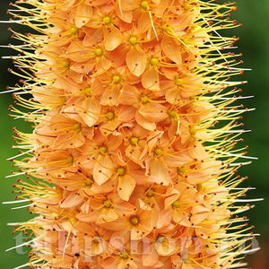 Bulbi Eremurus Cleopatra; PRET: 14 ron/buc.-------- 
Disponibil in perioada 15 septembrie - 15 noiembrie. 
Pentru mai multe informatii vizitati Tulipshop.ro

