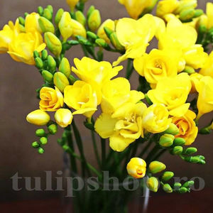 Bulbi Frezie Dublă Galbenă; PRET: 1,00 ron/buc.-------- 
Disponibil in perioada 15 septembrie - 15 noiembrie. 
Pentru mai multe informatii vizitati Tulipshop.ro
