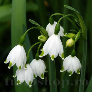 Bulbi Ghiocei de Vară Gravetye Giant (Leucojum Aestivum); PRET: 3 ron/buc.-------- 
Disponibil in perioada 15 septembrie - 15 noiembrie. 
Pentru mai multe informatii vizitati Tulipshop.ro
