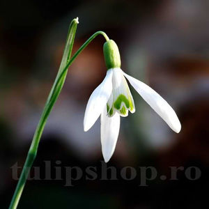 Bulbi Ghiocei Nivalis (Galanthus); PRET: 2 ron/buc.-------- 
Disponibil in perioada 15 septembrie - 15 noiembrie. 
Pentru mai multe informatii vizitati Tulipshop.ro
