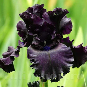 Bulbi Iris Black Night (Stânjenel); PRET: 10 ron/buc.-------- 
Disponibil in perioada 15 septembrie - 15 noiembrie. 
Pentru mai multe informatii vizitati Tulipshop.ro
