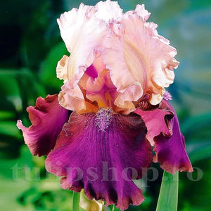 Bulbi Iris Burgermeister (Stânjenel); PRET: 10 ron/buc.-------- 
Disponibil in perioada 15 septembrie - 15 noiembrie. 
Pentru mai multe informatii vizitati Tulipshop.ro
