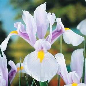 Bulbi Iris Carmen (Stânjenel); PRET: 1,50 ron/buc.-------- 
Disponibil in perioada 15 septembrie - 15 noiembrie. 
Pentru mai multe informatii vizitati Tulipshop.ro
