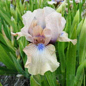 Bulbi Iris Chanted (Stânjenel); PRET: 12 ron/buc.-------- 
Disponibil in perioada 15 septembrie - 15 noiembrie. 
Pentru mai multe informatii vizitati Tulipshop.ro
