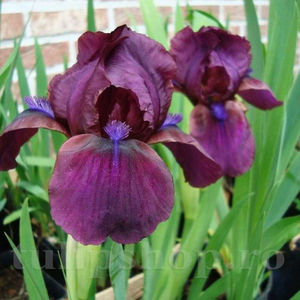 Bulbi Iris Cherry Garden (Stânjenel); PRET: 10 ron/buc.-------- 
Disponibil in perioada 15 septembrie - 15 noiembrie. 
Pentru mai multe informatii vizitati Tulipshop.ro
